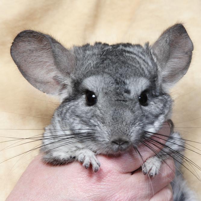 cuidados chinchilla